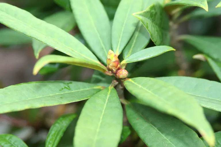 Photo of R. longipes var longipes, Species