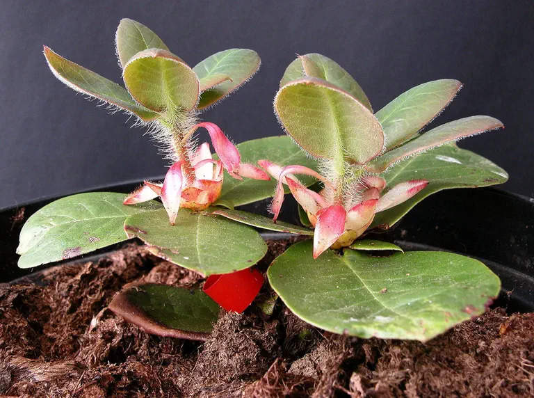 Photo of R. exasperatum, Species