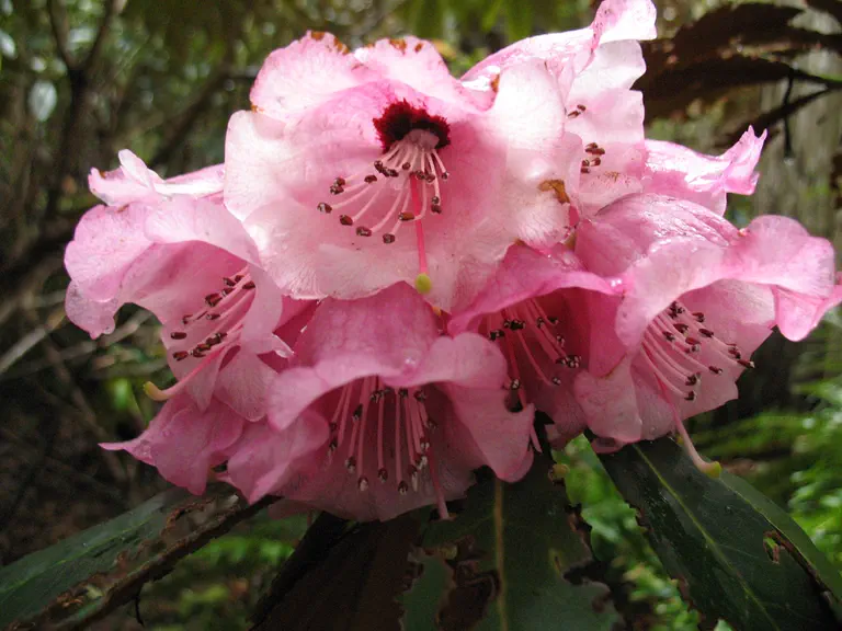 Photo of R. arizelum, Species