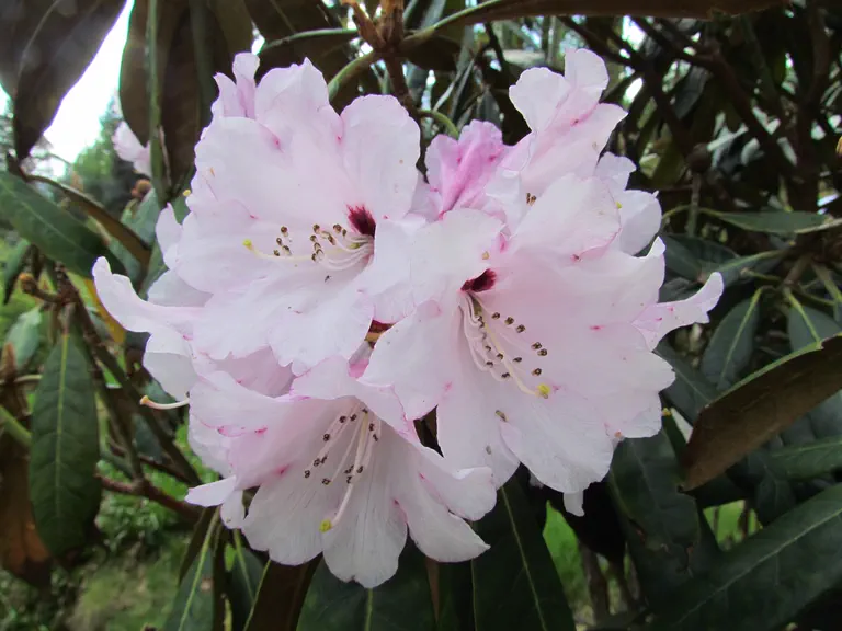 Photo of R. galactinum, Species