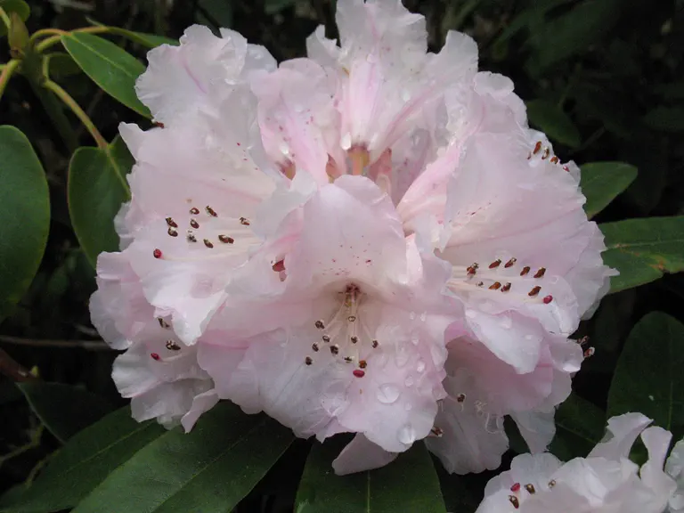 Rhododendron preptum photo