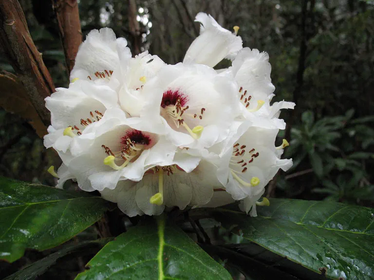 Rhododendron preptum photo