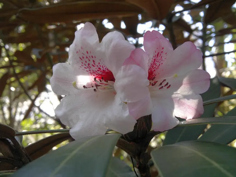 Photo of R. rex ssp fictolacteum var miniforme, Species