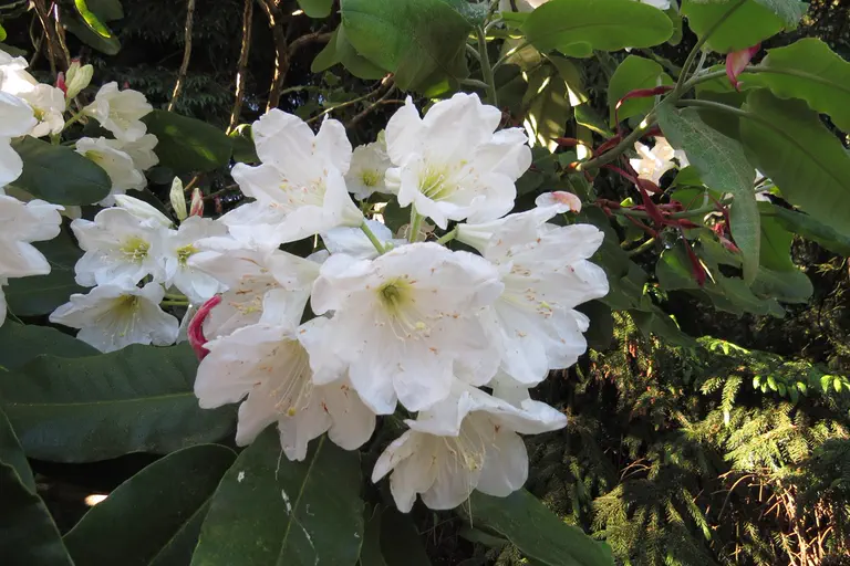 Photo of R. hemsleyanum, Species