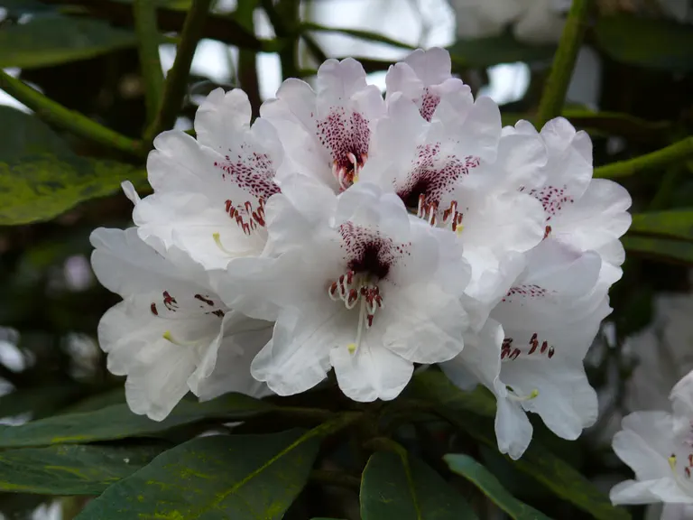 Photo of R. fulvum ssp fulvoides, Species