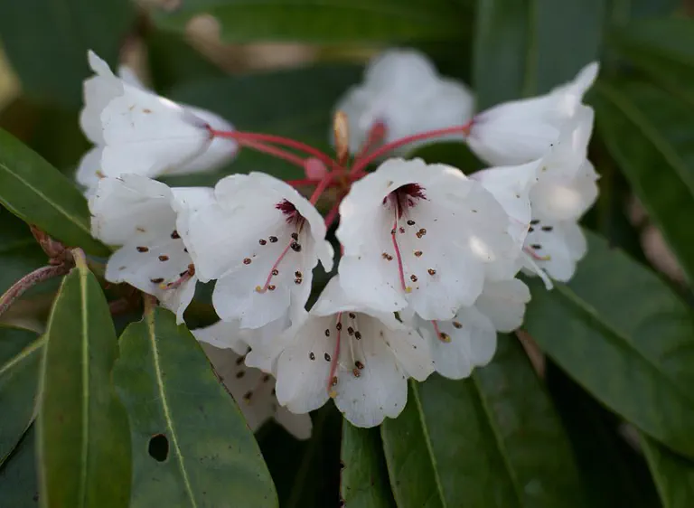 Photo of R. uvariifolium var griseum, Species