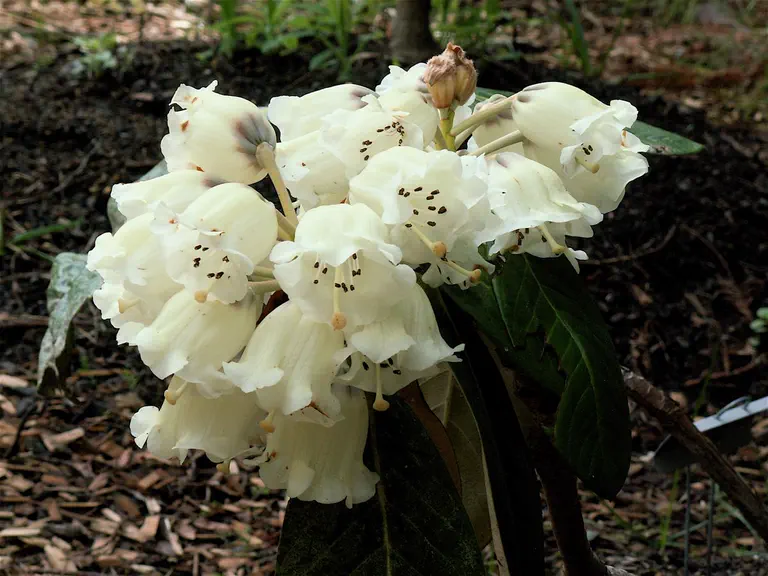 Photo of R. protistum var giganteum, Species
