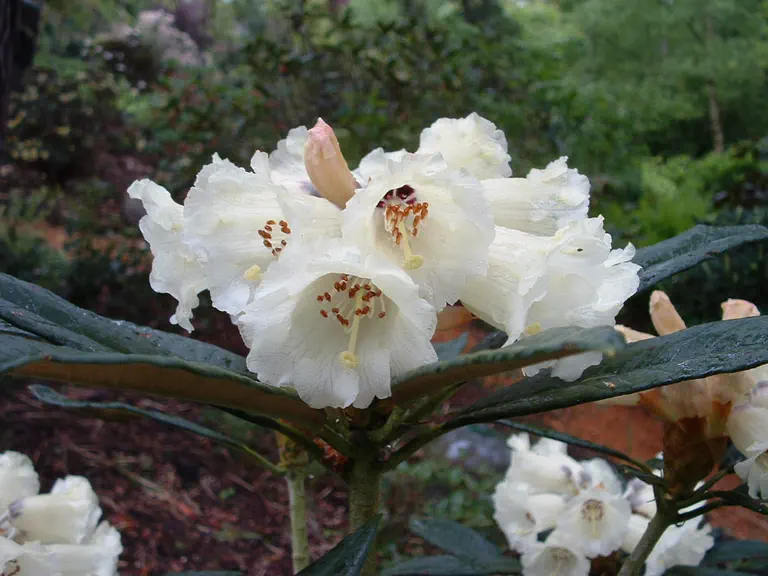 Photo of R. sidereum, Species
