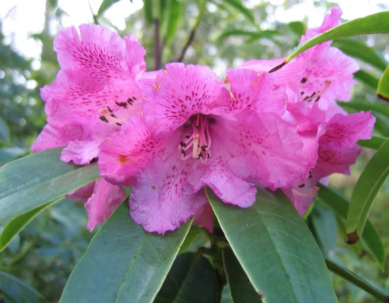 Photo of R. tanastylum var tanastylum, Species