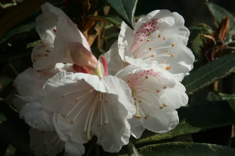 Photo of R. lanatoides, Species