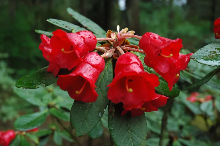 Photo of R. catacosmum, Species
