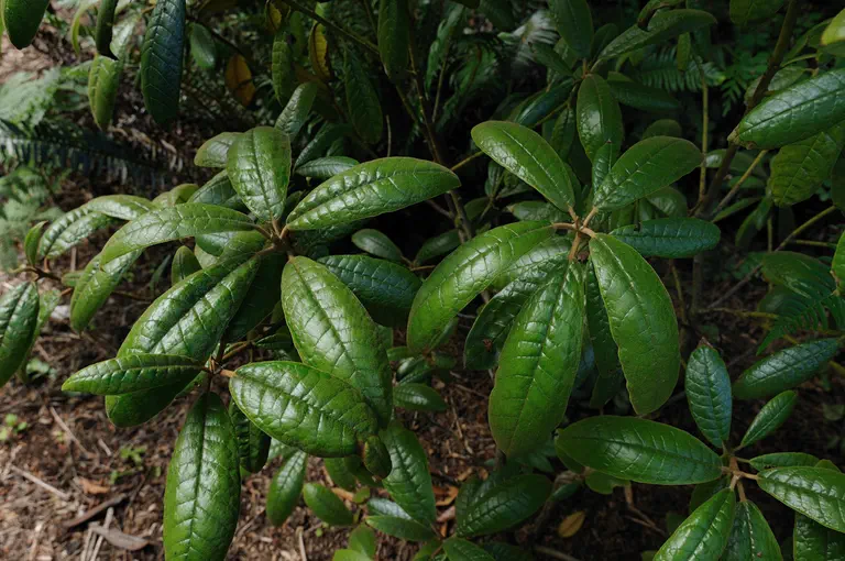 Photo of R. coelicum, Species