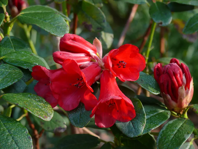 Photo of R. pocophorum var pocophorum, Species