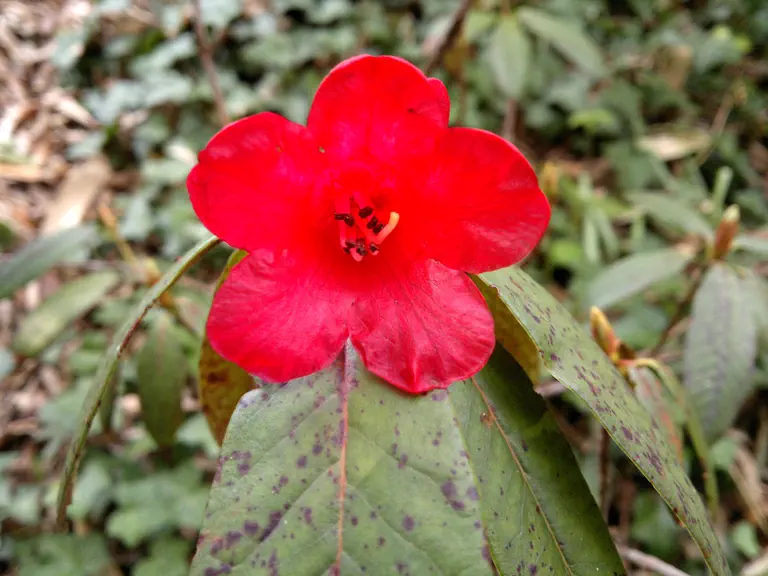 Photo of R. pocophorum var hemidartum, Species