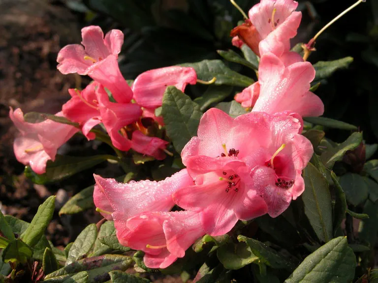 Rhododendron aperantum photo