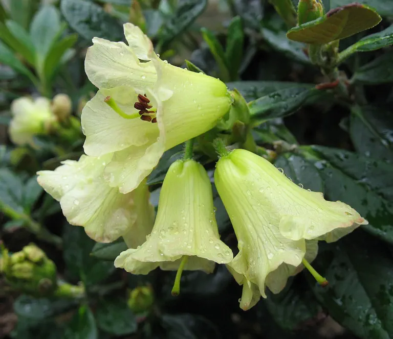 Photo of R. citriniflorum var citriniflorum, Species