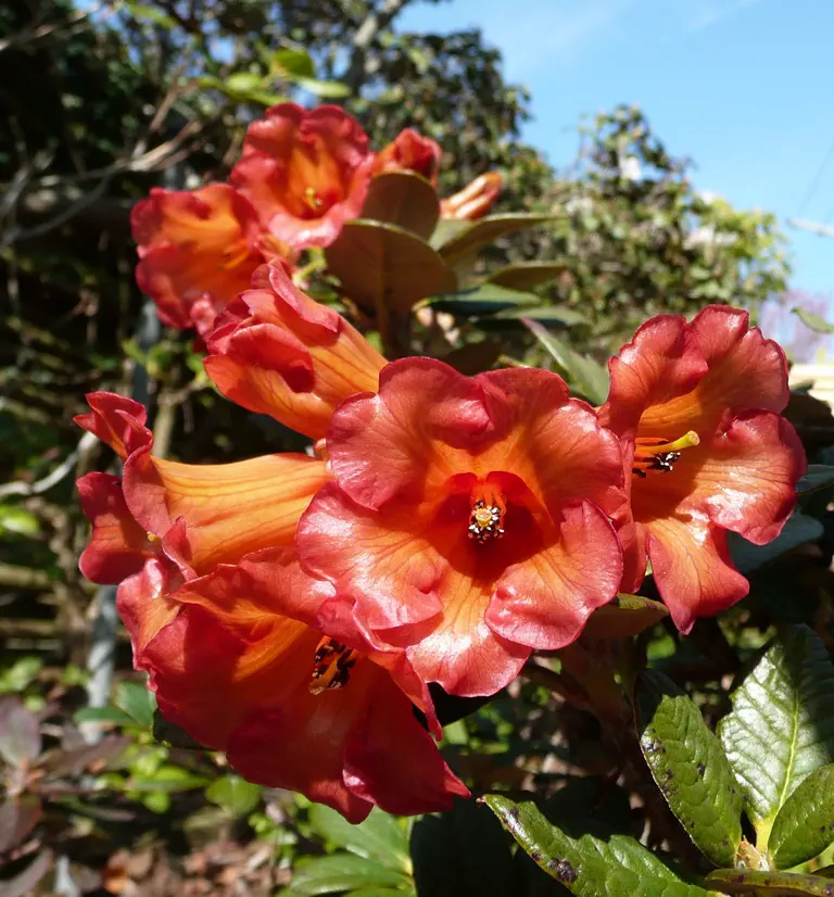 Photo of R. horaeum, Species