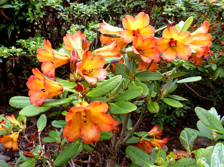 Photo of R. dichroanthum ssp apodectum, Species