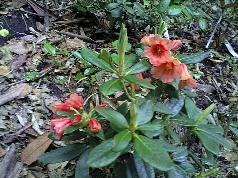 Photo of R. dichroanthum ssp septentrionale, Species
