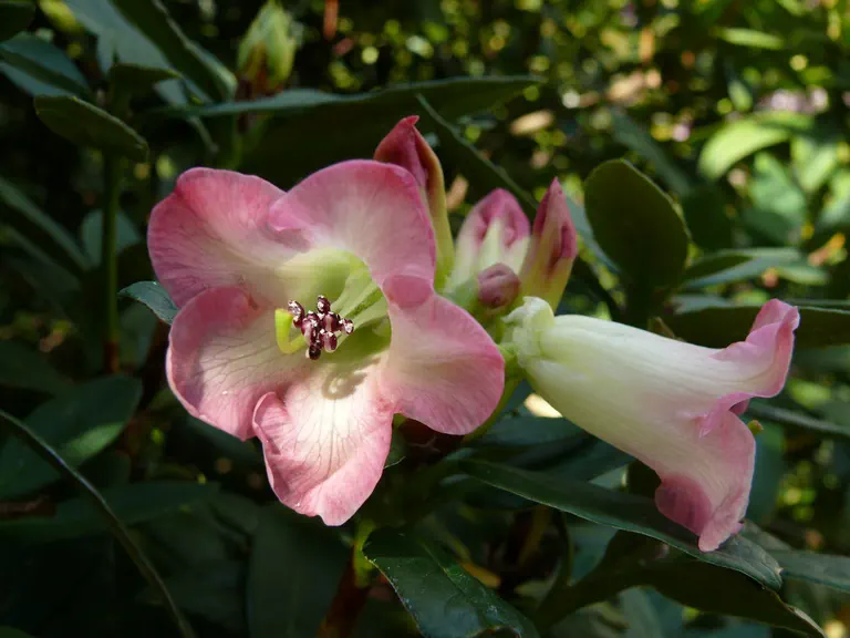 Photo of R. sanguineum ssp sanguineum var didymoides, Species