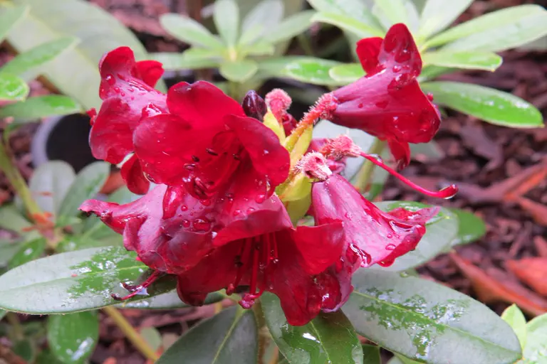 Photo of R. sanguineum ssp didymum, Species