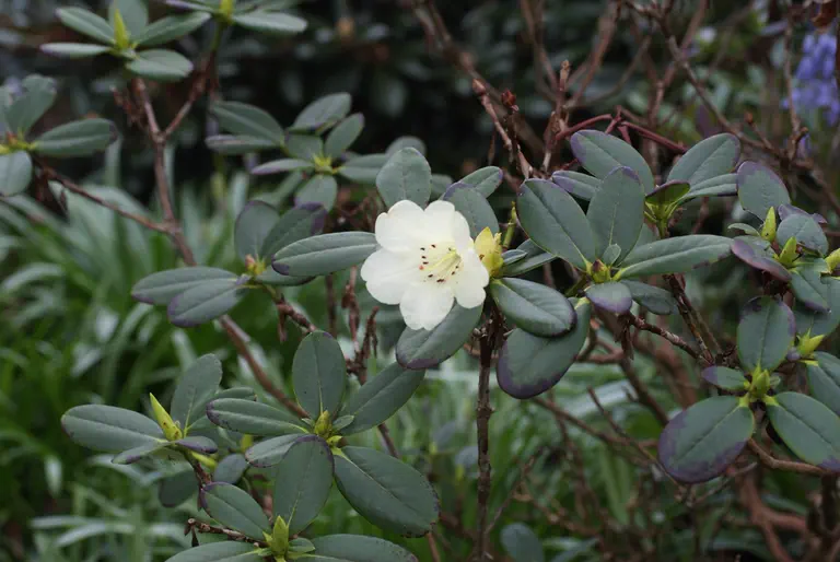 Photo of R. temenium var dealbatum, Species