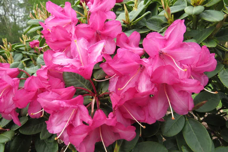 Photo of R. chamaethomsonii var chamaethauma, Species
