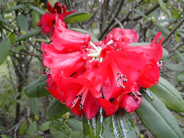 Photo of R. sperabile var sperabile, Species