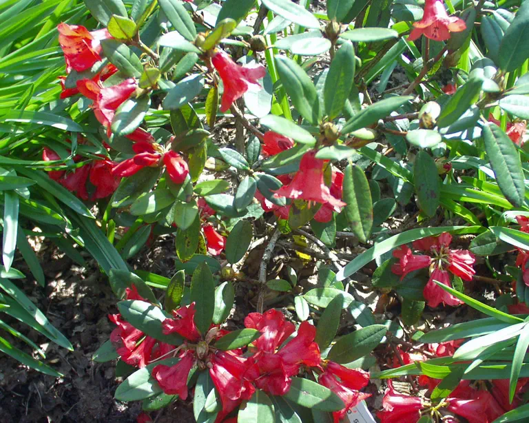 Photo of R. sperabiloides, Species