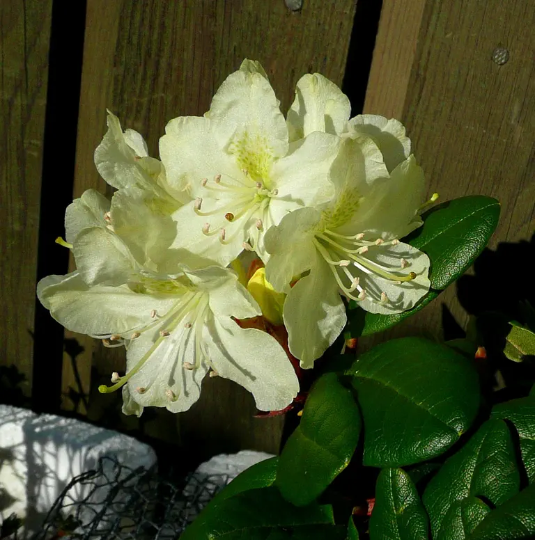 Photo of R. aureum var aureum, Species