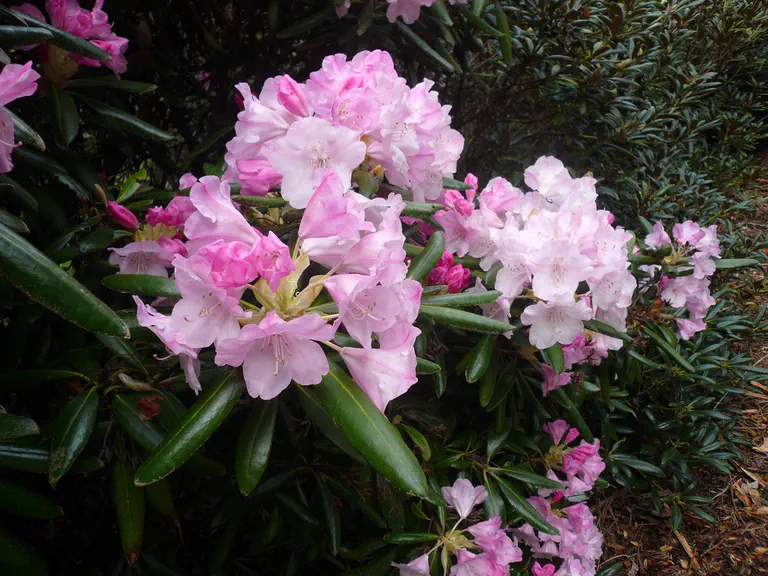 Photo of R. degronianum ssp yakushimanum, Species