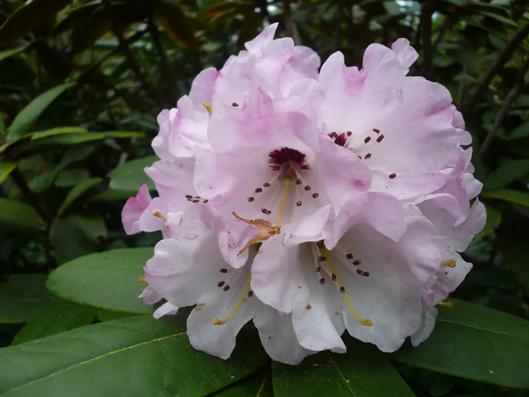 Photo of R. bhutanense, Species