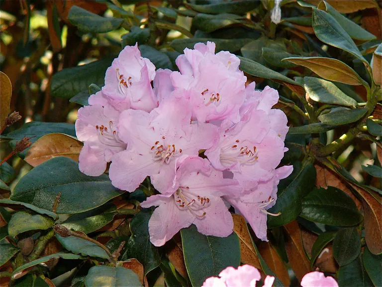 Photo of R. mimetes var mimetes, Species