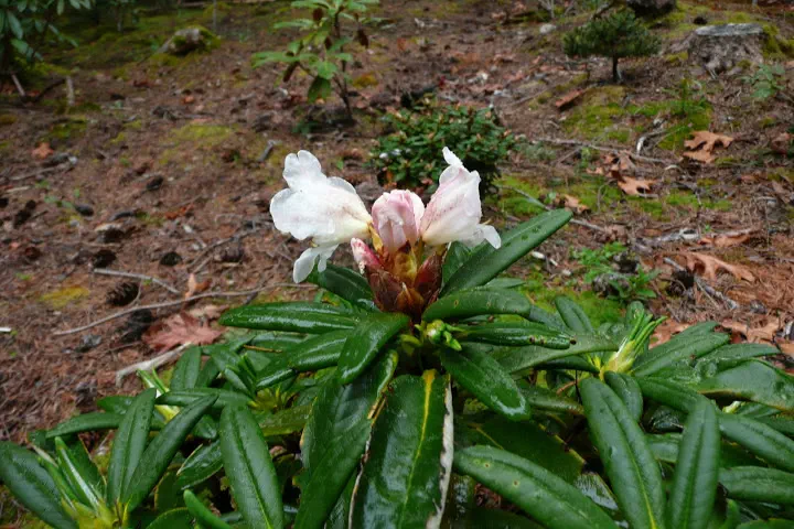 Photo of R. pronum, Species