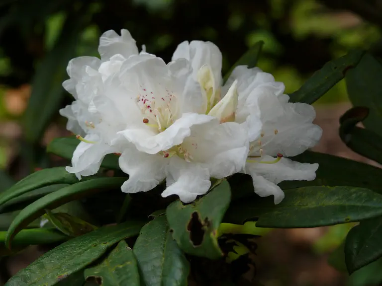 Photo of R. roxieanum var cucullatum, Species