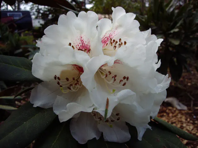 Photo of R. traillianum var dictyotum, Species