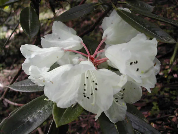 Photo of R. inopium, Species