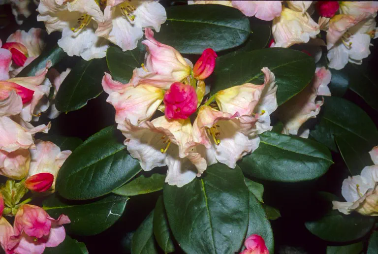 Photo of R. paradoxum, Natural Hybrid