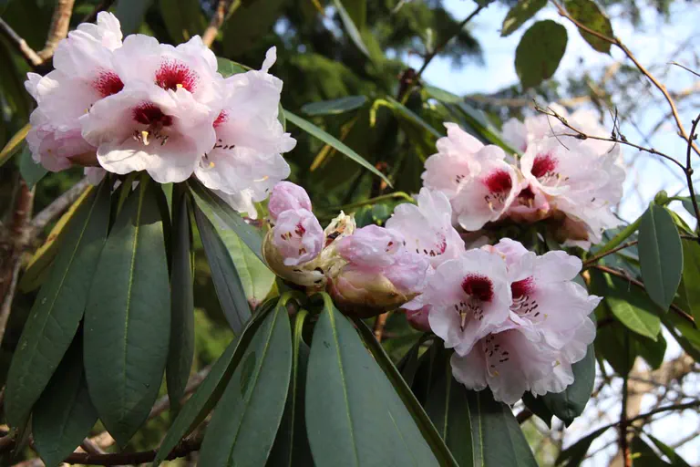 Photo of R. beesianum, Species