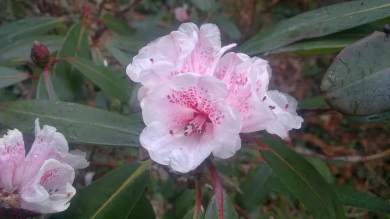 Photo of R. eclecteum var bellatulum, Species