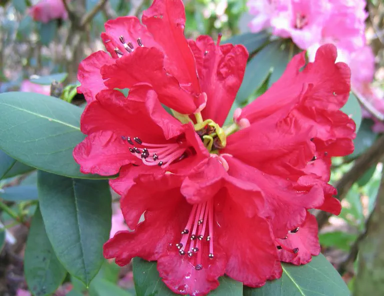 Photo of R. meddianum var meddianum, Species