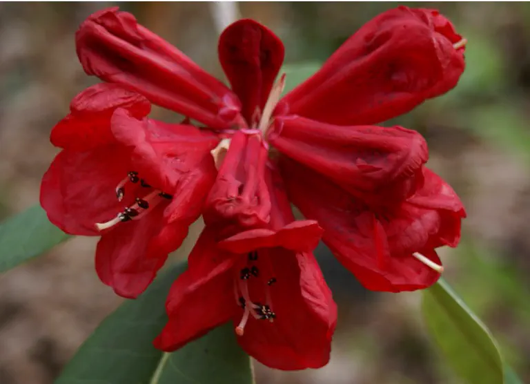Photo of R. meddianum var atrokermesinum, Species