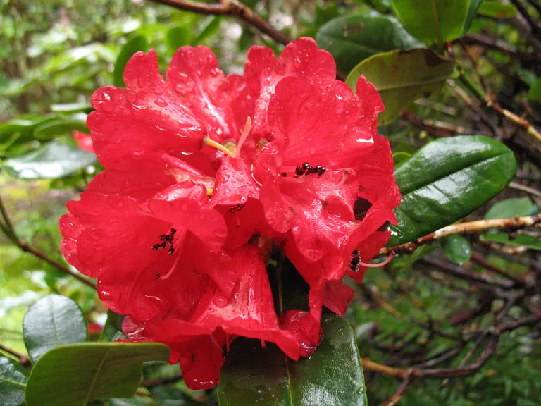 Photo of R. subansiriense, Species