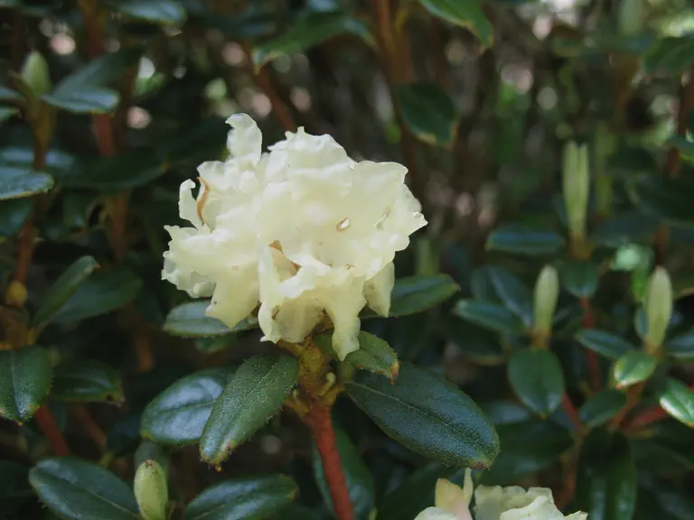 Photo of R. anthopogon ssp hypenanthum, Species