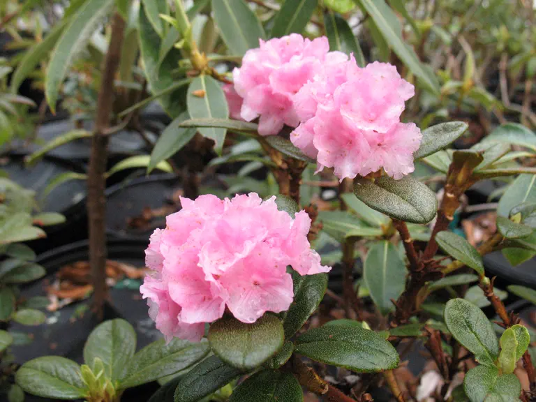Photo of R. cephalantum ssp platyphyllum, Species