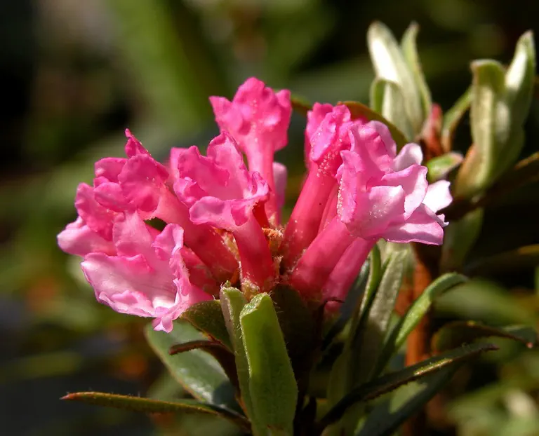 Photo of R. kongboense, Species