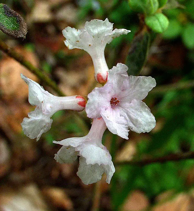 Photo of R. laudandum var laudandum, Species