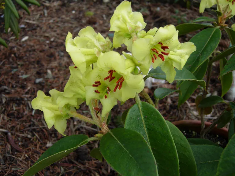 Photo of R. boothii, Species