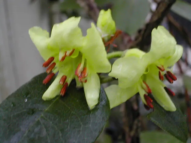 Photo of R. chrysodoron, Species