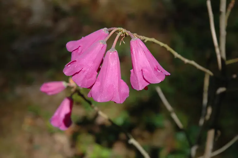 Photo of R. cinnabarinum ssp tamaense, Species